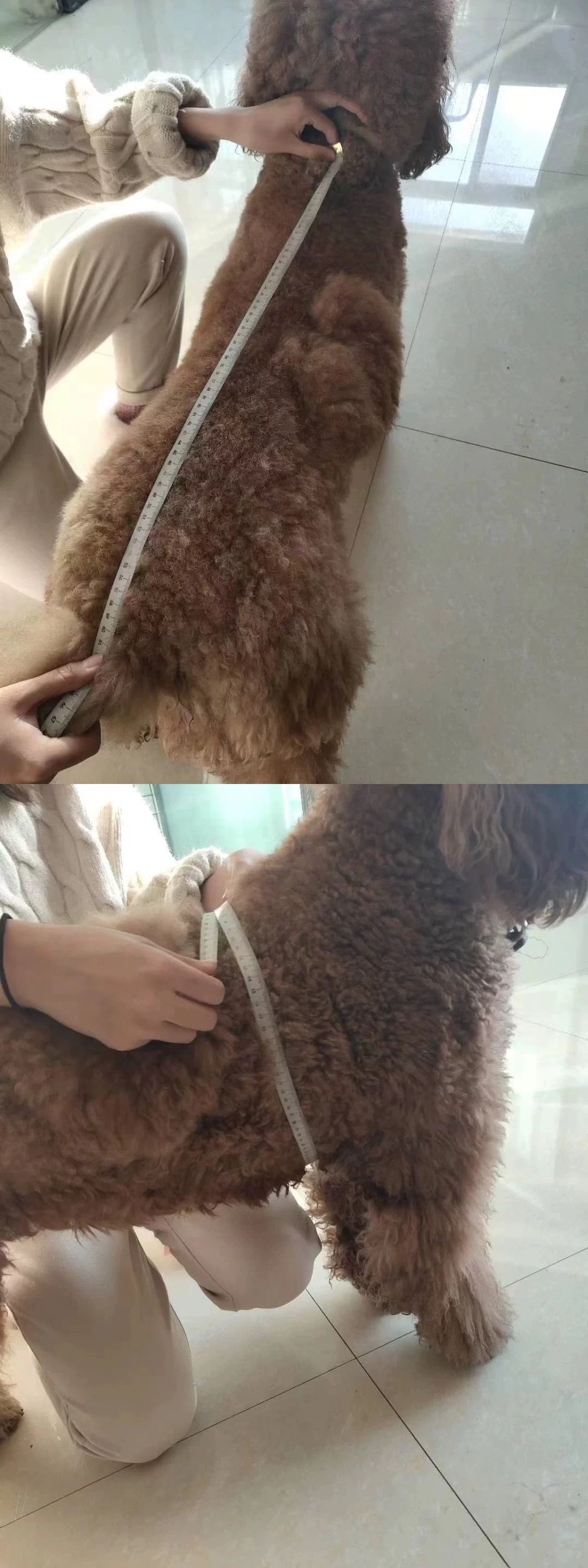 【高级仙鹤】狗狗宠物款(现货)